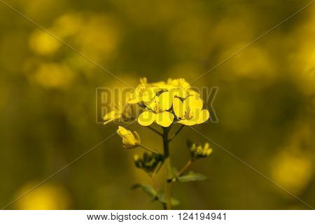 Photographed Close Up Yellow Rapeseed Flowers In Spring Season