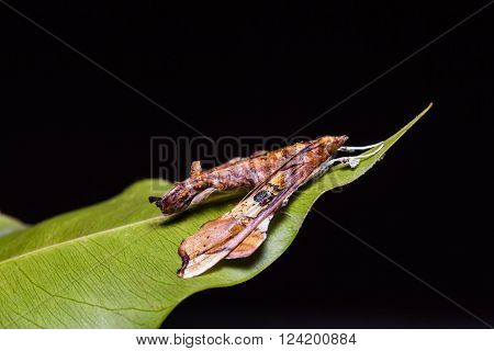 Close up of Terastia egialealis moth on green leaf in nature, side view, flash fired