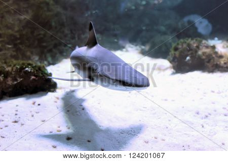 Whitetip Reef Shark