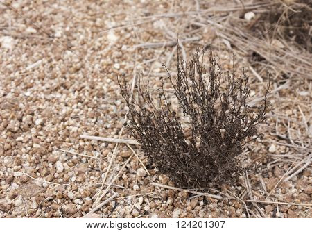 The grass was dry On gravel red.
