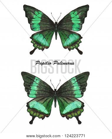 Hand drawn watercolor illustration of isolated tropical butterflies: green Papilio Palinarus.
