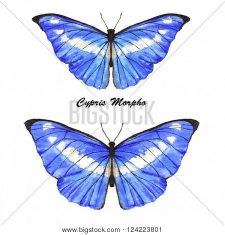 Hand drawn watercolor illustration of isolated tropical butteflies: blue Cypris Morpho