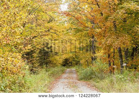 Single lane dirt road through woods near Errol New Hampshire