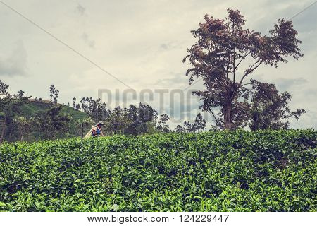 NUWARA ELIYA SRI LANKA February 06: A Tamil woman from Sri Lanka breaks tea leaves on tea plantation with the traditional tea plucking method at labookellie Sri Lanka on 06th February 2013.