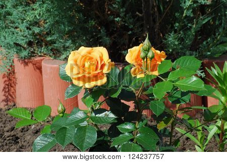 Rose Goldelse with drop of rain. Omsk region Siberia Russia