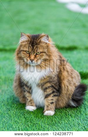 A Pregnant colored cat outdoors on a grass