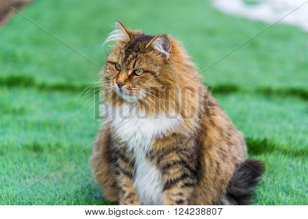 A Pregnant colored cat outdoors on a grass