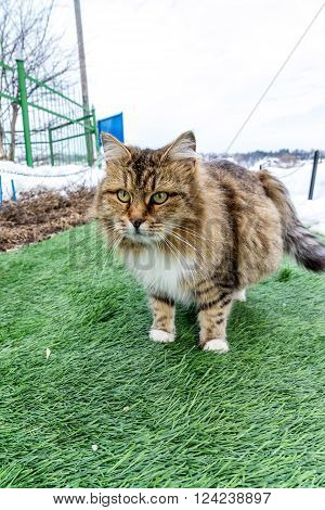 A Pregnant colored cat outdoors on a grass