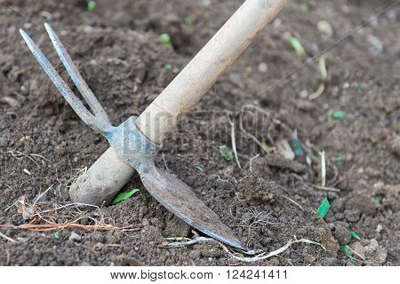 Hoe vegetable garden in the ground in the srpingtime