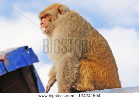 Baby monkey sitting on roof and looking down while eating snow in the mountain rang of murree Pakistan