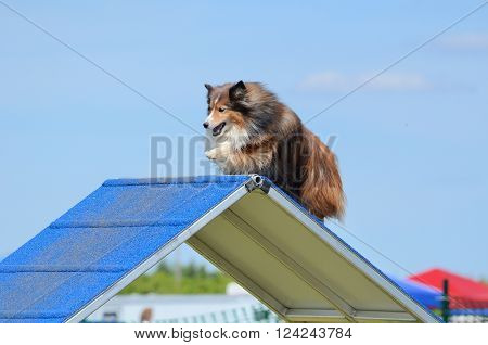 LAKE ELMO, MN - JUNE 8 2016: Tricolor Shetland Sheepdog (Sheltie) Climbing an A-frame at Dog Agility Trial
