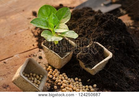 Plant Growing on paper recycle pot over sunlight in morning time
** Note: Shallow depth of field