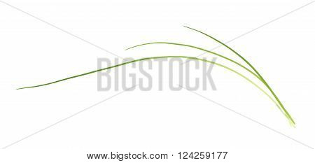 Green onion scallions isolated over the white background