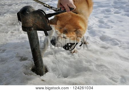 Drinking Akita The Dog