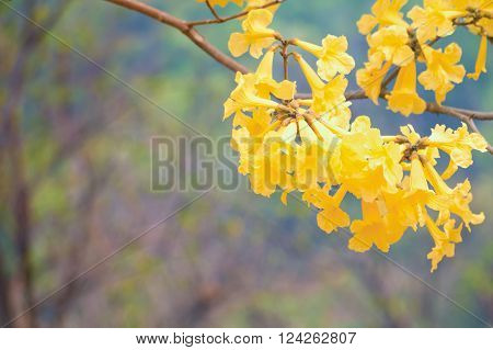Pui flower blooming on branch in summer day