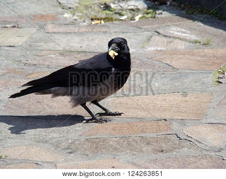 Raven gray.The head wings and tail are black the body grey