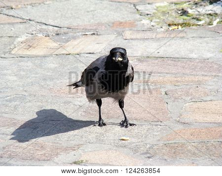 Raven gray.The head wings and tail are black the body grey