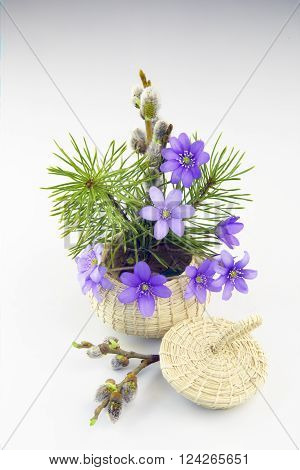 Violets pine and pussy-willow in a small basket in a white background