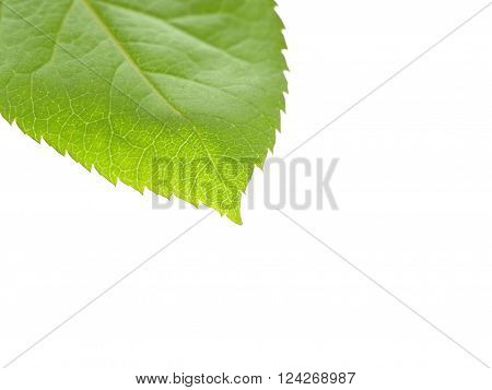 A green leaf on a white backgrouwnd