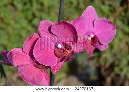 Orchids are the most beautiful flowers of different colors