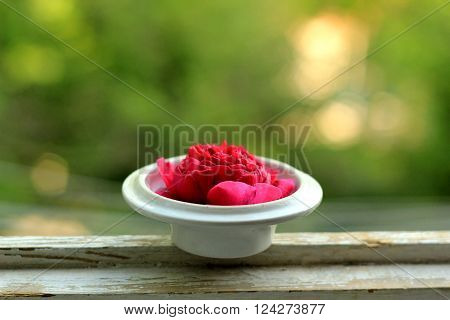 Rose Tea in the tea lid on the windowsill
** Note: Shallow depth of field