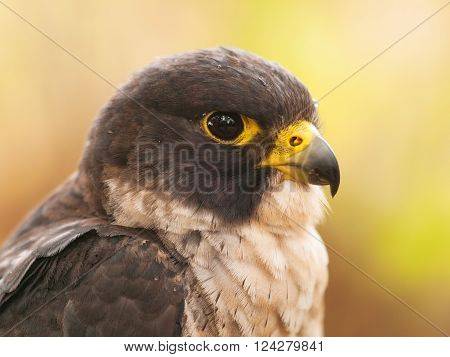 Head of peregrine falcon - Falco peregrinus fastest animal in the world
** Note: Visible grain at 100%, best at smaller sizes