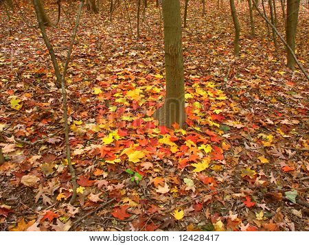 Contraste de l'automne