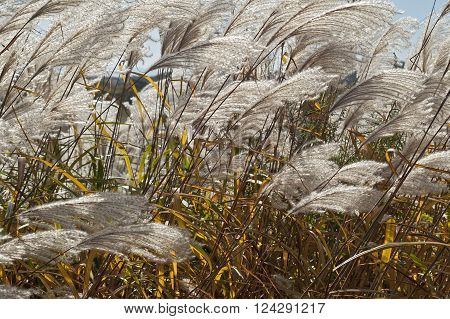 Amur silver grass (Miscanthus sacchariflorus). Called Japanese silver grass also