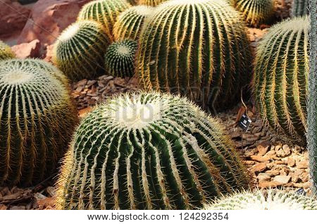 Echinocactus grusonii or golden barrel cactus in a desert garden within a greenhouse in Chenshan Botanical Garden Shanghai China.