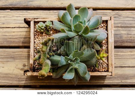aloja pots in a wood box.view from above