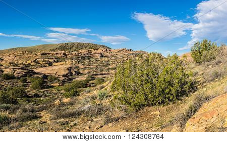 Greenery sprouts in nature wilderness of California's southern Mojave desert.