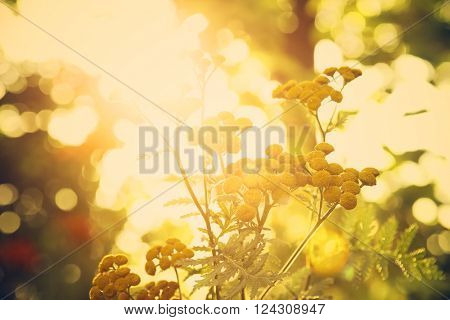 Golden fernleaf Yarrow at sunset. Instagram effect