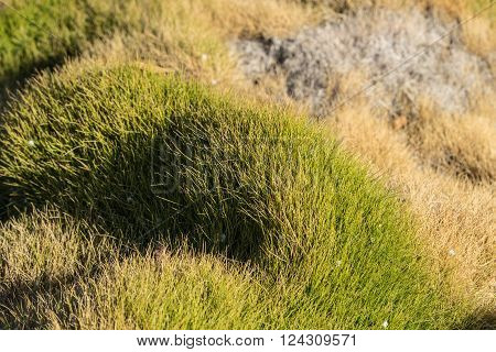 Line Of Korean Grass