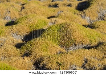 Decorative Korea grass grows in a local California garden