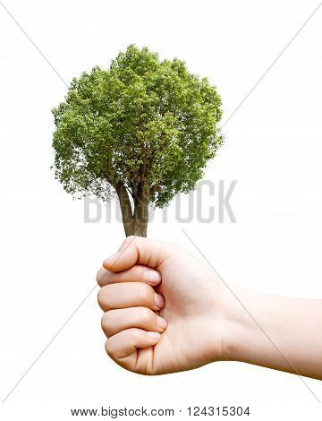 Holding a camphor tree environmental protection concepts.