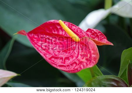 Anthurium or Spadix flower in the Garden