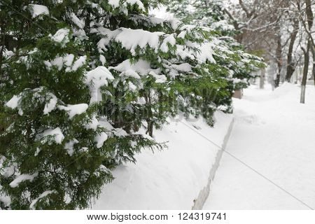 Fir trees in the park
