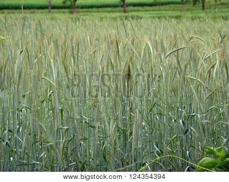 barley spike widespread cereal crop the cereal family.
