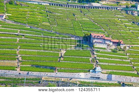 Vineyards of the Lavaux region over lake Leman (lake of Geneva)