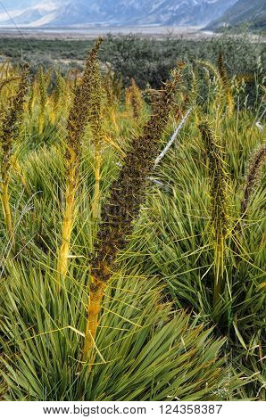 beautiful meadow with tussock and spaniard in New Zealand