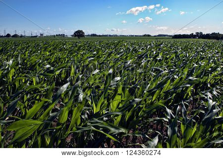 Fresh, unpicked corn field on a summer day