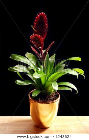 Bromelia dans un Pot d'or