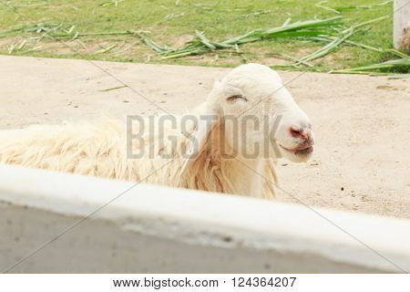 white sheep happy is smiling in the farm