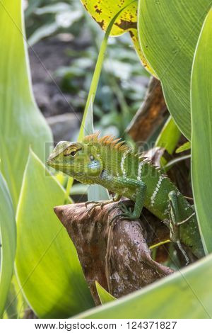 green garden lizard (Calotes Calotes) in a garden, Sri lanka
** Note: Soft Focus at 100%, best at smaller sizes