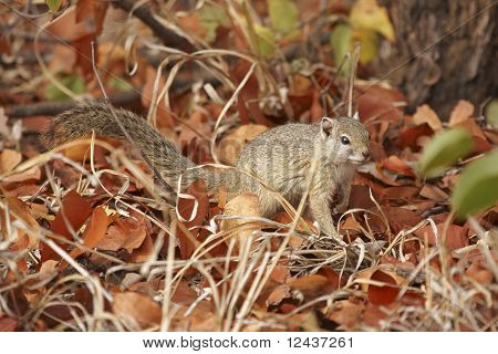 Baumhörnchen, die Nahrungssuche