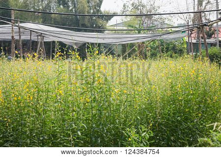 Organic sun hemp flower in farm stock photo