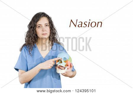 Physiotherapy/doctor Pointing To A Conjunction Of Suture In A Skull.