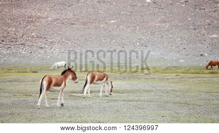 Kiang (Equus kiang) - Tibetan Wild Ass, Ladakh, India

