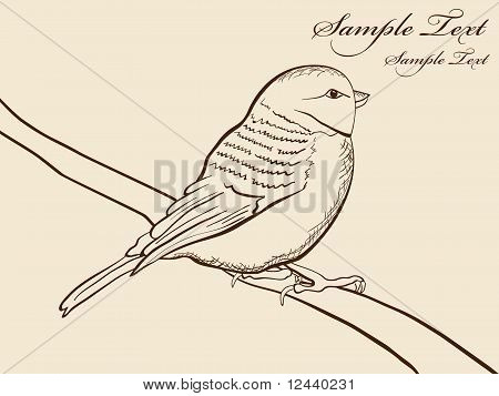 Uccello tomtit