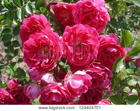 Our Rosy Carpet rose flowers, patio rose.